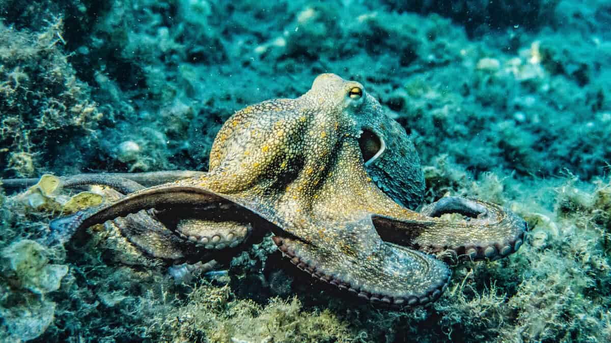 Featured image for “Did You Know Octopus Have Three Hearts And Blue Blood? These Magnificent Marine Mollusks Are Being Exploited And Need Our Help”