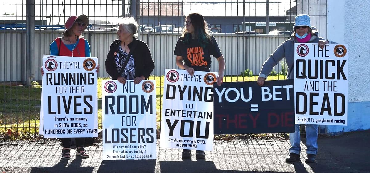 Featured image for “Whanganui Animal Save: Witnessing New Zealand’s Last Greyhound Race”